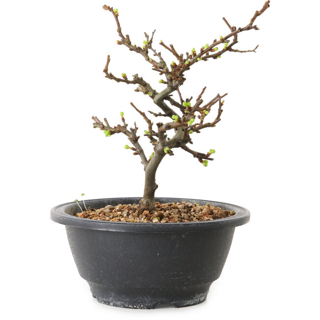 Chaenomeles speciosa met witte bloemen, 16 cm, ± 12 jaar oud