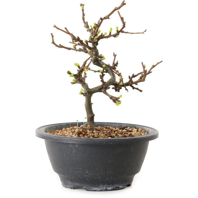 Chaenomeles speciosa met witte bloemen, 16 cm, ± 12 jaar oud