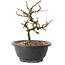 Chaenomeles speciosa à fleurs blanches, 16 cm, ± 12 ans