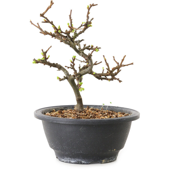 Chaenomeles speciosa mit weißen Blüten, 16 cm, ± 12 Jahre alt