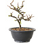 Chaenomeles speciosa met witte bloemen, 16 cm, ± 12 jaar oud