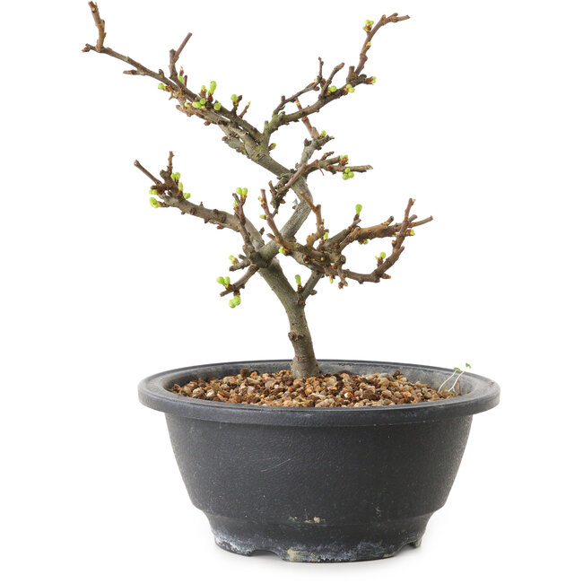 Chaenomeles speciosa à fleurs blanches, 16 cm, ± 12 ans