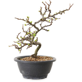 Chaenomeles speciosa à fleurs blanches, 16 cm, ± 12 ans