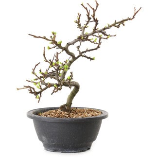 Chaenomeles speciosa con fiori bianchi, 16 cm, ± 12 anni di età