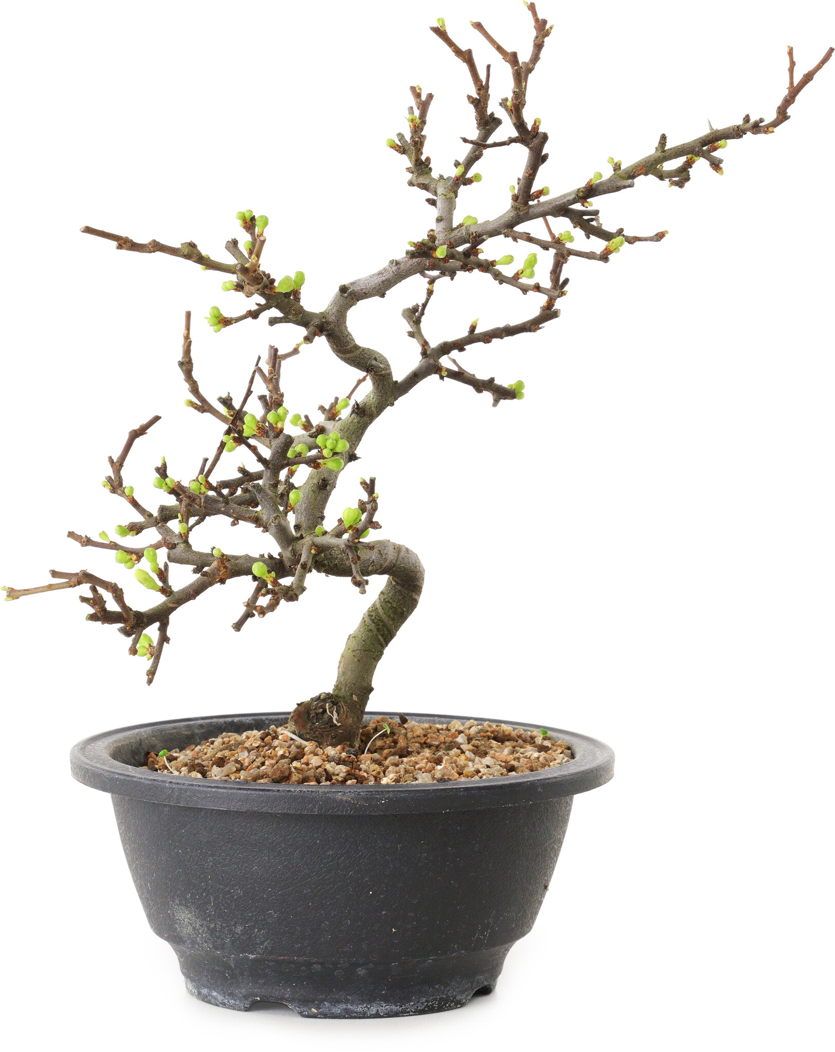 Chaenomeles speciosa, 16 cm, ± 12 años de edad - Bonsai Plaza