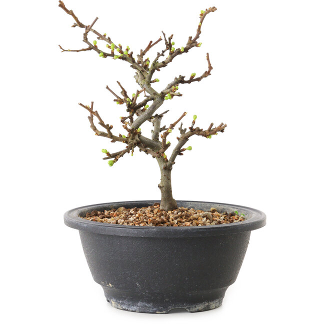 Chaenomeles speciosa con flores blancas, 16 cm, ± 12 años de edad.