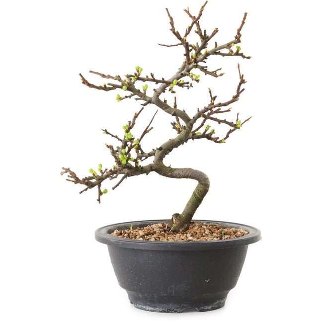 Chaenomeles speciosa con fiori bianchi, 16 cm, ± 12 anni di età