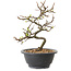 Chaenomeles speciosa à fleurs blanches, 16 cm, ± 12 ans