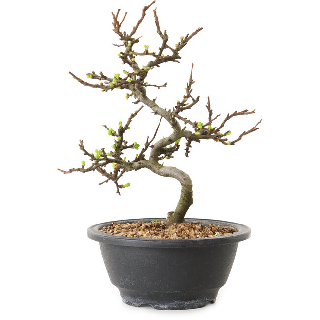 Chaenomeles speciosa met witte bloemen, 16 cm, ± 12 jaar oud