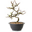 Chaenomeles speciosa à fleurs blanches, 16 cm, ± 12 ans
