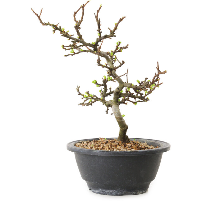 Chaenomeles speciosa con fiori bianchi, 16 cm, ± 12 anni di età