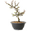 Chaenomeles speciosa à fleurs blanches, 16 cm, ± 12 ans