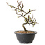 Chaenomeles speciosa met witte bloemen, 16 cm, ± 12 jaar oud