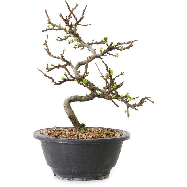 Chaenomeles speciosa with white flowers, 16 cm, ± 12 years old