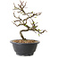 Chaenomeles speciosa à fleurs blanches, 16 cm, ± 12 ans