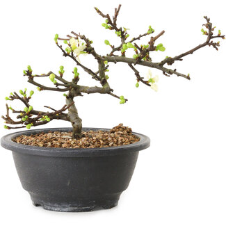 Chaenomeles speciosa with white flowers, 16 cm, ± 12 years old