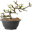 Chaenomeles speciosa met witte bloemen, 16 cm, ± 12 jaar oud