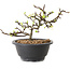Chaenomeles speciosa met witte bloemen, 16 cm, ± 12 jaar oud