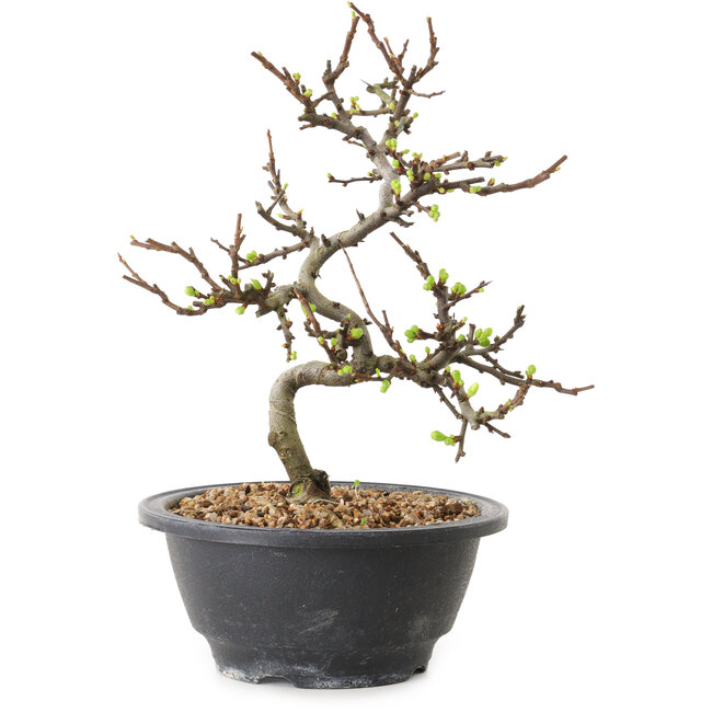 Chaenomeles speciosa con flores blancas, 16 cm, ± 12 años de edad.