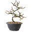 Chaenomeles speciosa à fleurs blanches, 16 cm, ± 12 ans