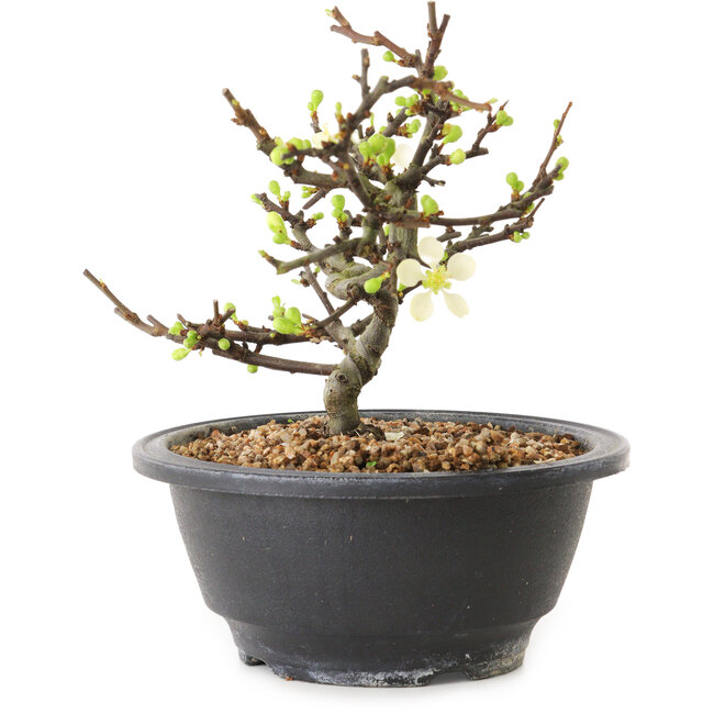Chaenomeles speciosa met witte bloemen, 16 cm, ± 12 jaar oud