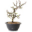 Chaenomeles speciosa met witte bloemen, 16 cm, ± 12 jaar oud