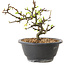 Chaenomeles speciosa mit weißen Blüten, 16 cm, ± 12 Jahre alt