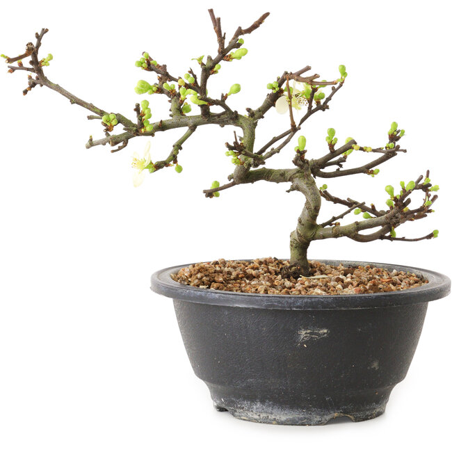 Chaenomeles speciosa à fleurs blanches, 16 cm, ± 12 ans