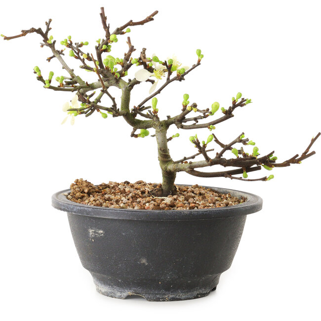 Chaenomeles speciosa con flores blancas, 16 cm, ± 12 años de edad.
