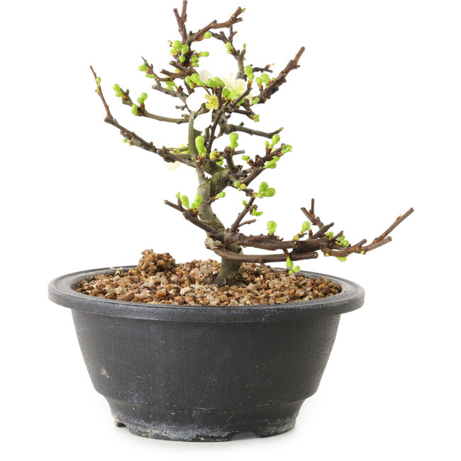 Chaenomeles speciosa à fleurs blanches, 16 cm, ± 12 ans