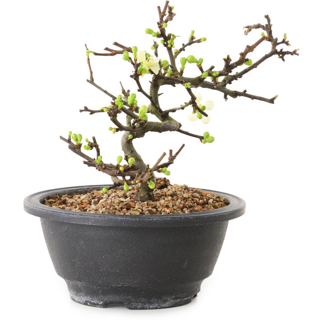 Chaenomeles speciosa à fleurs blanches, 16 cm, ± 12 ans