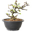 Chaenomeles speciosa mit weißen Blüten, 16 cm, ± 12 Jahre alt