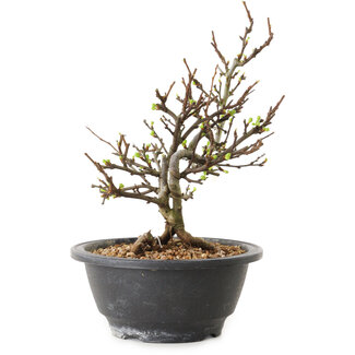 Chaenomeles speciosa con fiori bianchi, 16 cm, ± 12 anni di età