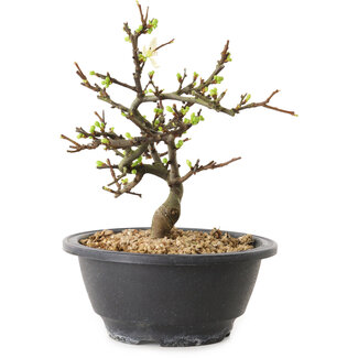 Chaenomeles speciosa à fleurs blanches, 16 cm, ± 12 ans