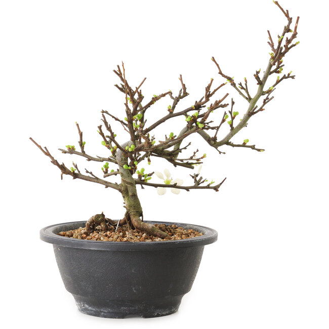 Chaenomeles speciosa mit weißen Blüten, 16 cm, ± 12 Jahre alt