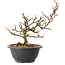 Chaenomeles speciosa met witte bloemen, 16 cm, ± 12 jaar oud