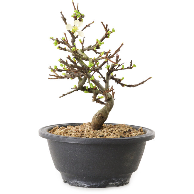 Chaenomeles speciosa with white flowers, 16 cm, ± 12 years old