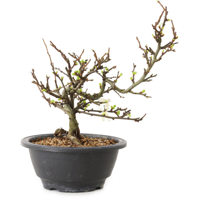 Chaenomeles speciosa con flores blancas, 16 cm, ± 12 años de edad.