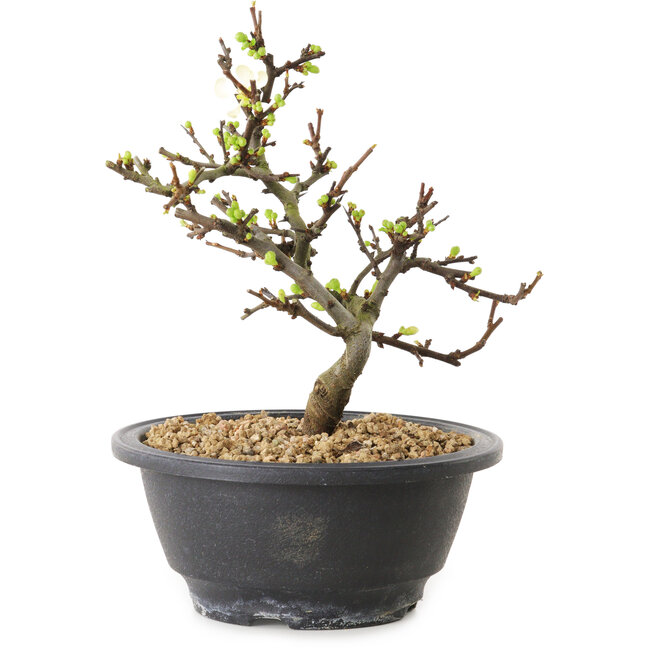 Chaenomeles speciosa con flores blancas, 16 cm, ± 12 años de edad.