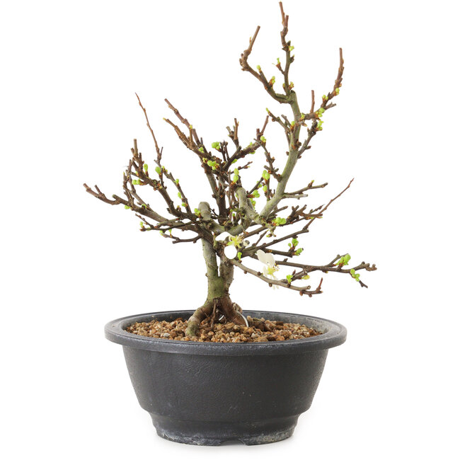 Chaenomeles speciosa con fiori bianchi, 16 cm, ± 12 anni di età