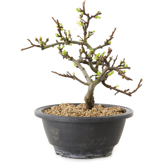 Chaenomeles speciosa met witte bloemen, 16 cm, ± 12 jaar oud