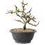 Chaenomeles speciosa mit weißen Blüten, 16 cm, ± 12 Jahre alt