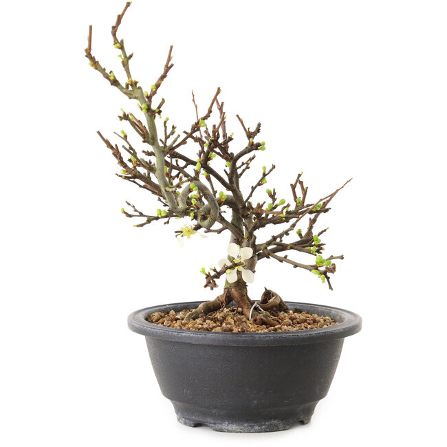 Chaenomeles speciosa mit weißen Blüten, 16 cm, ± 12 Jahre alt