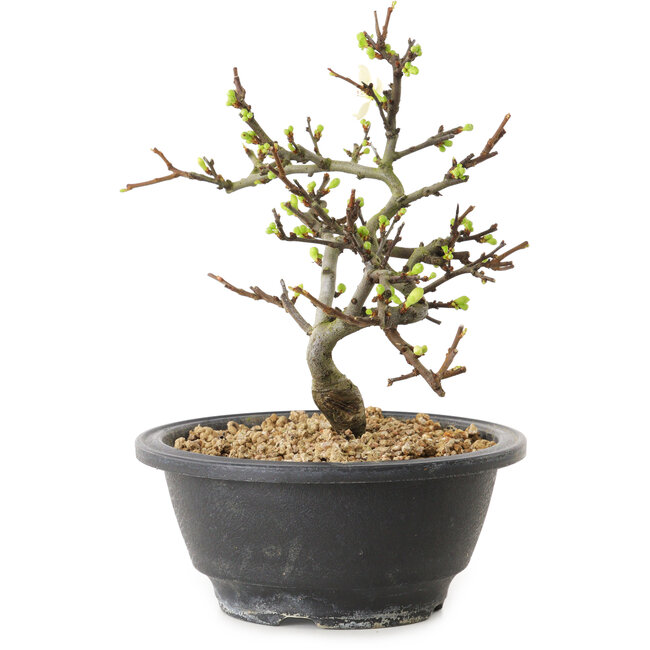 Chaenomeles speciosa met witte bloemen, 16 cm, ± 12 jaar oud