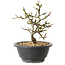 Chaenomeles speciosa met witte bloemen, 16 cm, ± 12 jaar oud