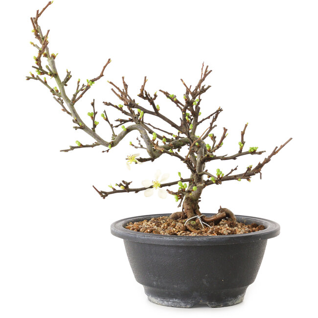 Chaenomeles speciosa con flores blancas, 16 cm, ± 12 años de edad.