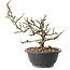 Chaenomeles speciosa mit weißen Blüten, 16 cm, ± 12 Jahre alt