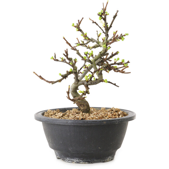 Chaenomeles speciosa con fiori bianchi, 16 cm, ± 12 anni di età