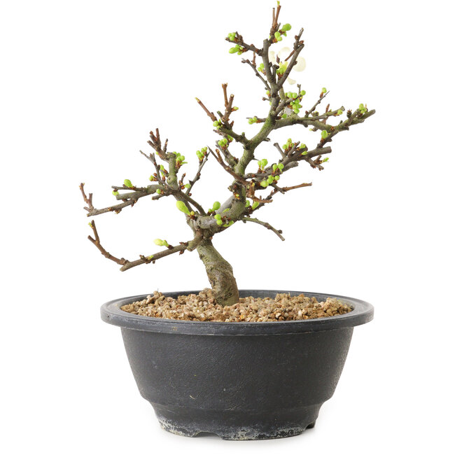 Chaenomeles speciosa met witte bloemen, 16 cm, ± 12 jaar oud