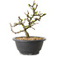 Chaenomeles speciosa à fleurs blanches, 16 cm, ± 12 ans